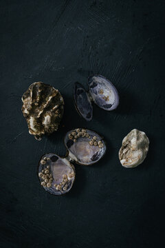 Still life of oyster and seashell