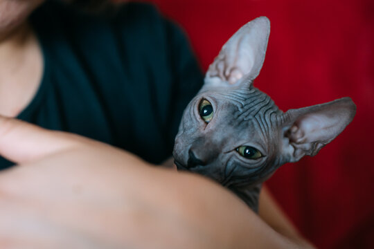 Portrait of grey cat