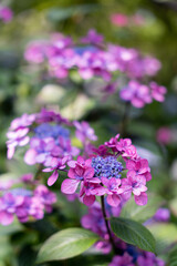 濃いピンクの紫陽花のクローズアップ