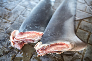 Sharks Fins from illegal fishing, endangered species.
