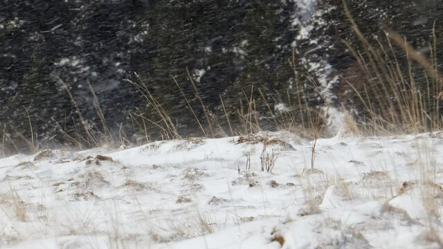 Viento y nieve en un prado alpino