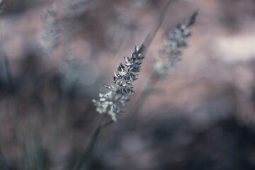 Obraz premium Macro images of wild wheat-like growth against a blurred background 