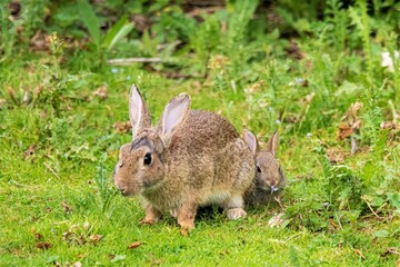 Naklejka na ściany i meble rabbits in the grass