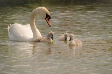 Obraz premium swans on the lake