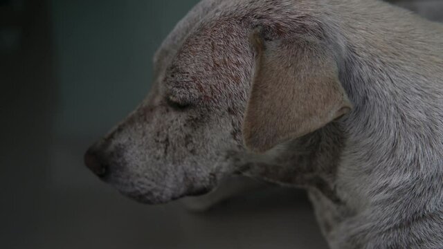 A young homeless dog sleeps on a tile outside. Close-up of the muzzle. 4k footage