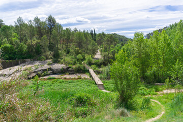 Wooden bridge over a river and vegetation