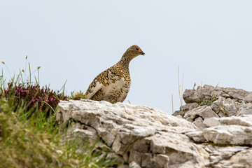 Rock ptarmigan (Lagopus muta) is a medium-sized game bird in the grouse family. - Powered by Adobe