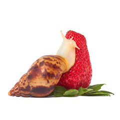 The Achatina snail, isolated on a white background, crawls over ripe sweet strawberries. Large snail close-up. Animal world.