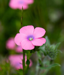 Linum pubescens or Hairy pink flax.