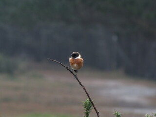 oiseau isolé
