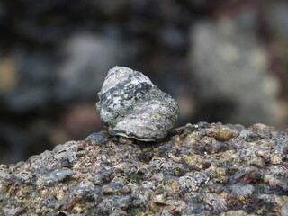 coquillage / bigorneau