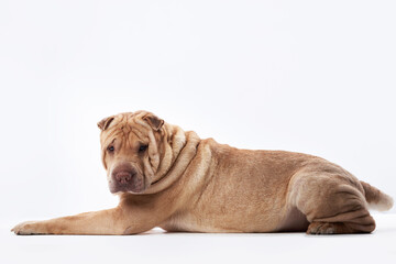 Shar Pei on white background. red dog lying