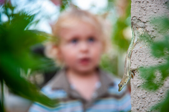 Toddler looking at lizard - Powered by Adobe