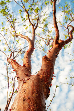 Red Birch
