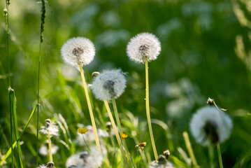 Selective focus photo. Fluffs of dandelion flowers.