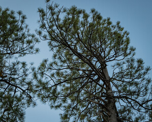 Tree branches pictured against a clean blue sky show the intricacy of its branches and the unique design each makes