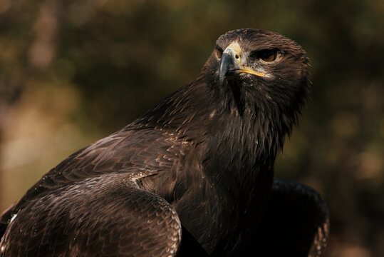 Close-up portrait of an eagle