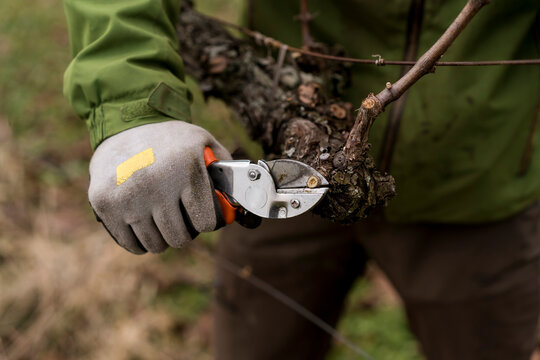 A farmer during Pruning the Vineyard in Winter