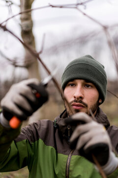A farmer during Pruning the Vineyard in Winter