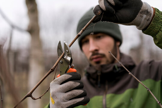 A farmer during Pruning the Vineyard in Winter