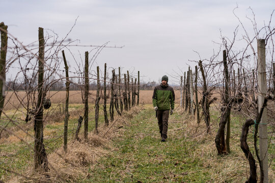 A farmer walking in the Vineyard in Winter