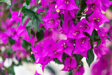 Bougainvillea spectabilis branch on white walls and stair atrium background, holiday hot summer day concept