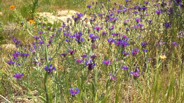 Beautiful scenic grassy landscape of Cappadocia valley in Turkey. 4k stock video footage of blooming blue cornflowers growing among different wild plants and flowers outside on mountain meadow