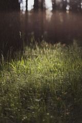 Grass in the evening light, sunset in forest