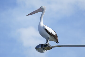 pelican