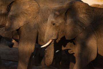 Elephants in Golden Light