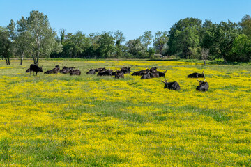 Fototapeta na wymiar Camargue bulls in a field in spring in Bouches-du-Rhone, Provence, South of France