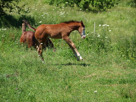 Fohlen 