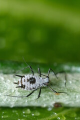 Parasites on the stem of a Mediterranean plant leaf.Gray aphids attack plants and suck their sap. Italy. 