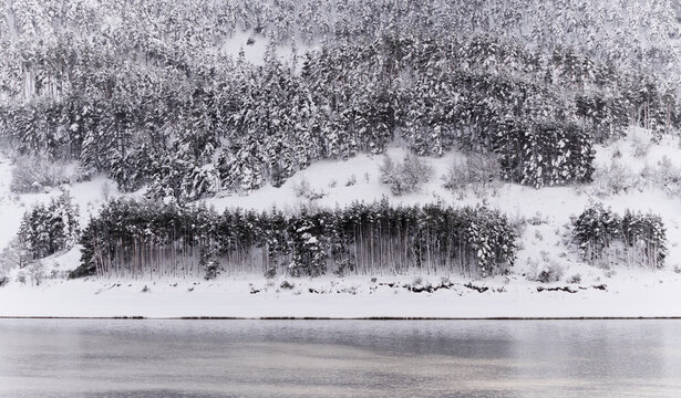 Forested snow covered and lake in winter