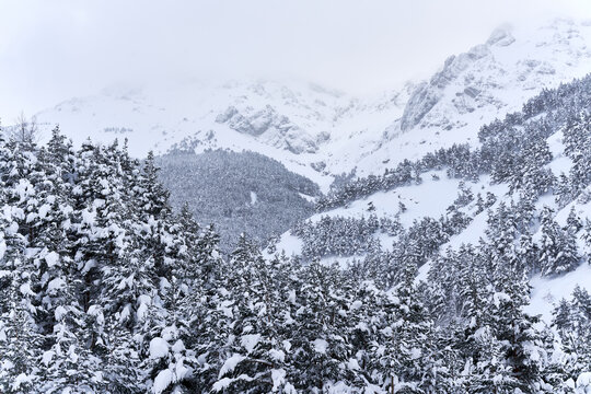 Forested snow covered mountain ridge in winter