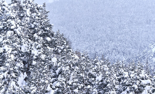 Forested snow covered mountain ridge in winter