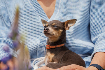A man in a dressing gown with a small dog in his arms. Rest at the cottage among beautiful flowers...