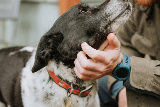 Old Dog being Pet by Owner