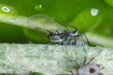 Parasites on the stem of a Mediterranean plant leaf.Gray aphids attack plants and suck their sap. Italy. 