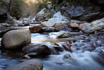 river in the forest