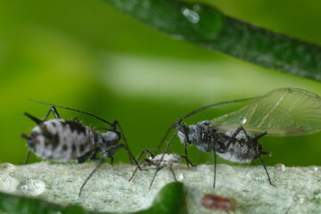Parasites on the stem of a Mediterranean plant leaf.Gray aphids attack plants and suck their sap. Italy. 