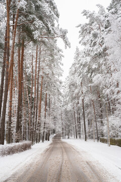 Snowy Road In The Forest