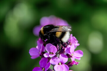 bumblebee on a flower