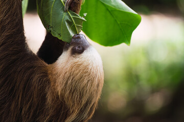 Cute Sloth in Tree Branch