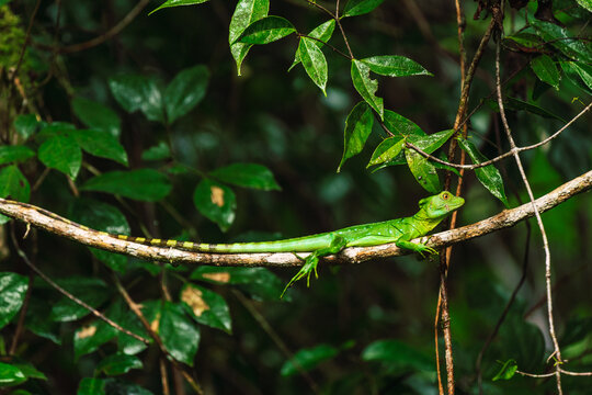 Beautiful Lizard in Rain Forest