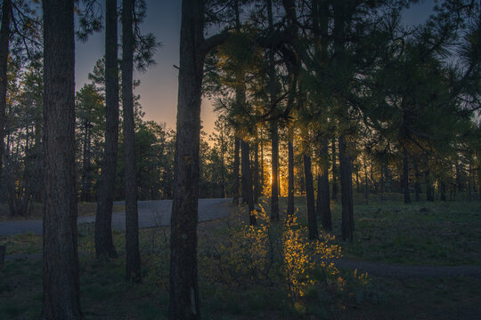 The morning sun is rising and shining through the trees in the forest. The glowing yellow shine lights the forest floor and the new growth in this northern Arizona lush forest