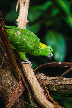 Colorful Parrot in Tropical Forest