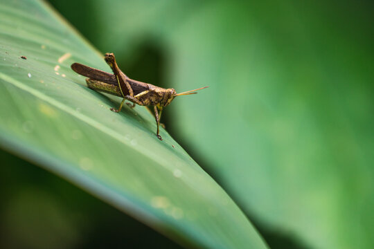 Grasshopper in Green Leaf