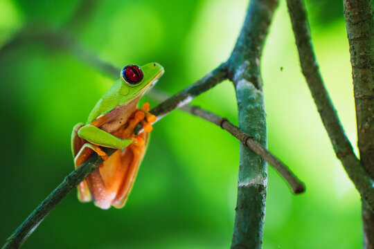 Red Eye Tree Frog Closeup