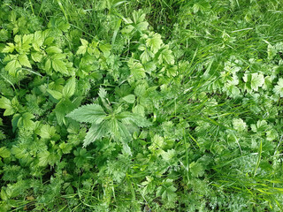 Dense greenery, grass and nettle, top view, detailed background